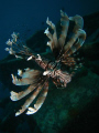   lionfish under seaventures borneo canon 960is ikelite housing ds51 strobe  